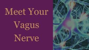 Meet your vagus nerve